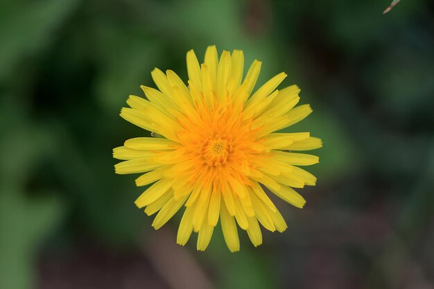 flor amarela de um dente de leão