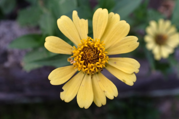 Flor amarela de zínia no jardim para o fundo