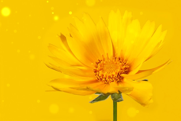 Flor amarela delicada do corepsis do verão no fundo amarelo com bokeh