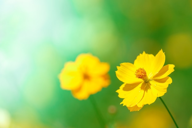 Flor amarela do cosmos contra a luz do sol da manhã