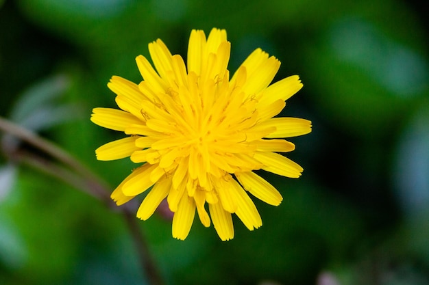 Flor amarela do dente-de-leão em um fundo da grama verde. macro