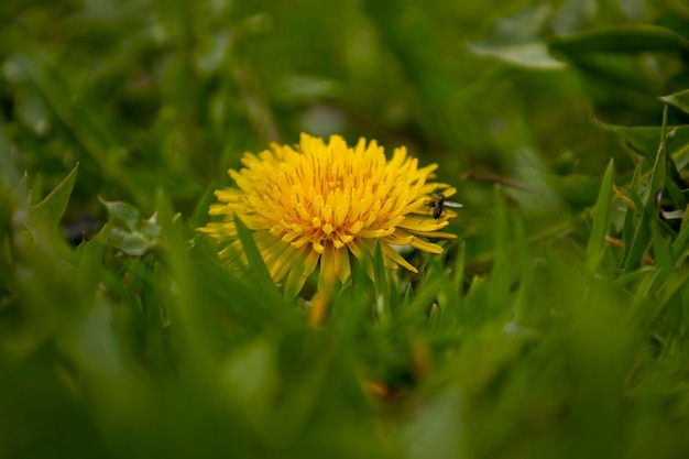 Flor amarela do dente-de-leão Fundo desfocado