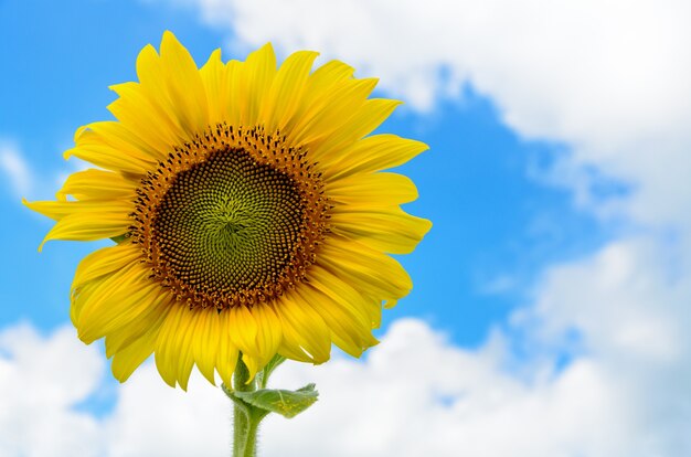 Flor amarela do girassol ou helianthus annuus florescendo no campo no fundo do céu azul