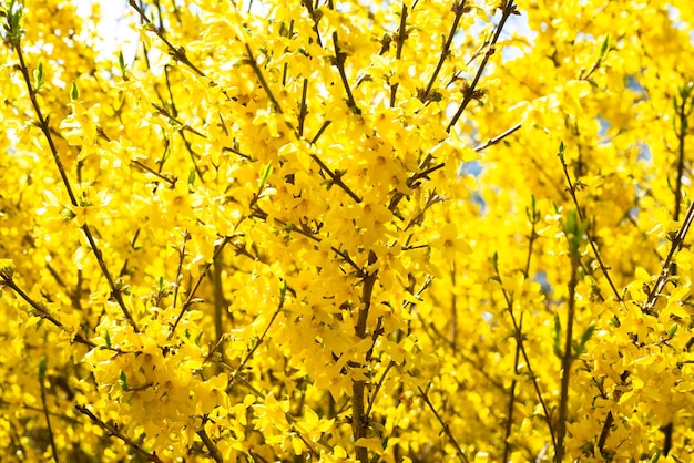 Flor amarela em dia ensolarado de primavera