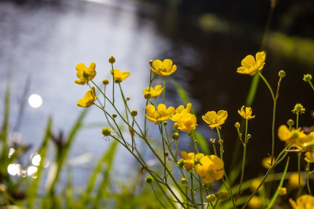 Flor amarela em um campo verde. Ambiente lindo e tranquilo.