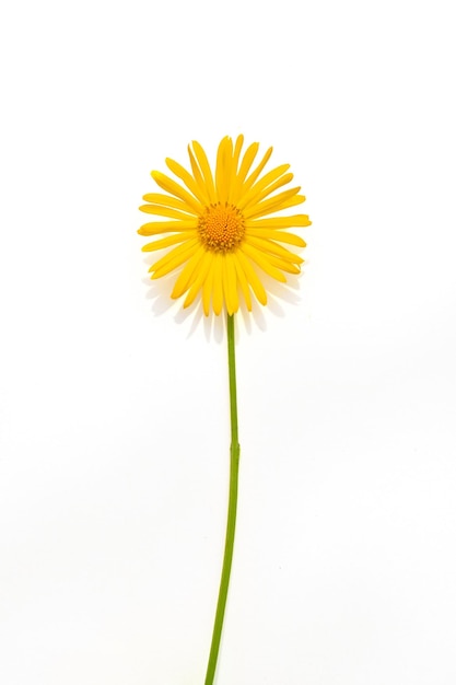 Flor amarela em um fundo branco isolado. Postura plana de verão.