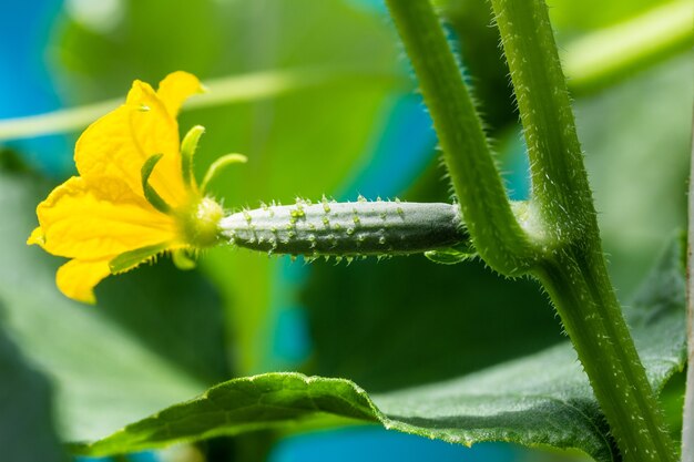 Flor amarela em um pepino pequeno em uma horta em uma estufa