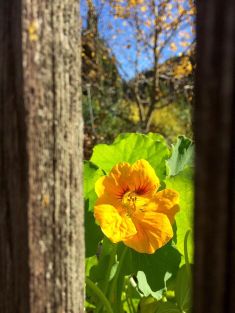 Flor amarela florescendo em um campo vista através de uma cerca de madeira
