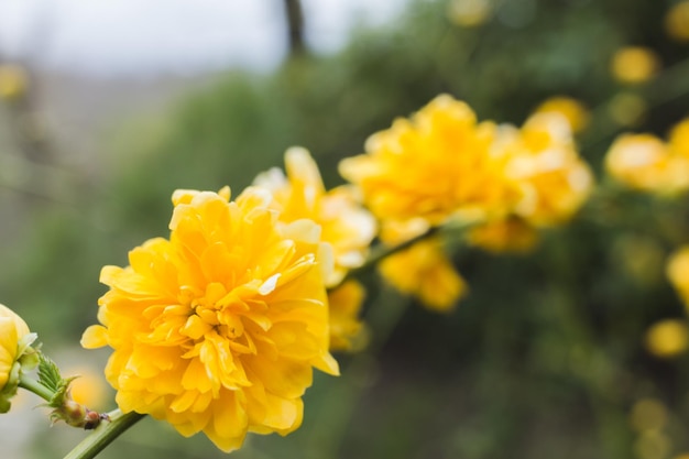 Flor amarela florescendo na primavera foco seletivo copiar espaço