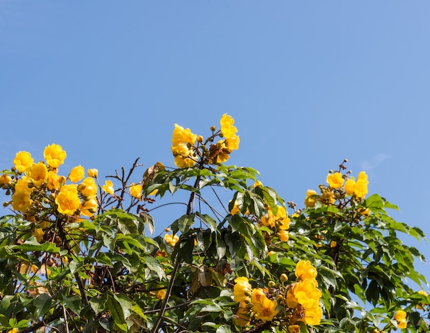 Flor amarela florescendo.