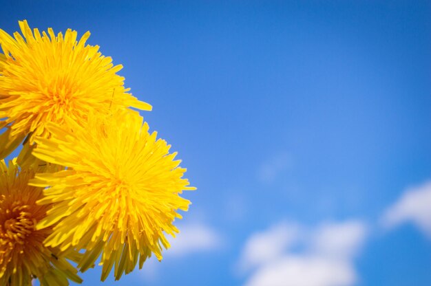 Flor amarela florescente de dente-de-leão fechada com céu azul ao fundo Fundo de primavera e verão