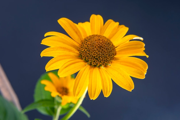 Flor amarela fresca com uma pétala. Botânica e flores