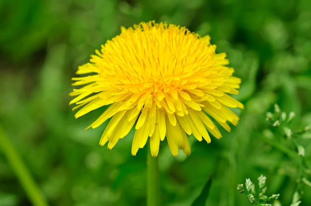 Flor amarela-leão crescendo na primavera na grama verde