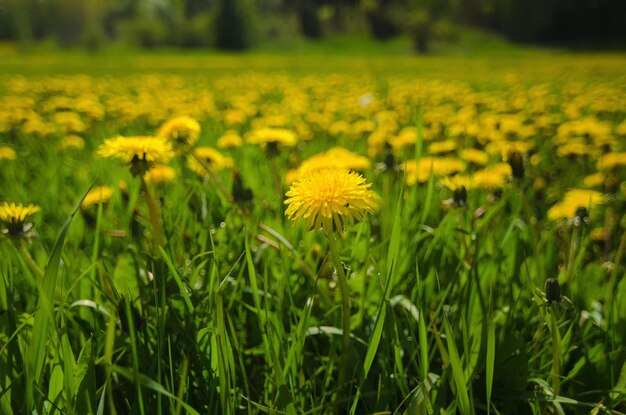 Flor amarela-leão crescendo no prado verde na primavera, fundo floral sazonal natoral com espaço de cópia