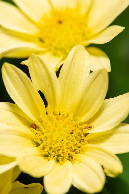 Flor amarela linda mini flor amarela e foco seletivo de núcleo amarelo