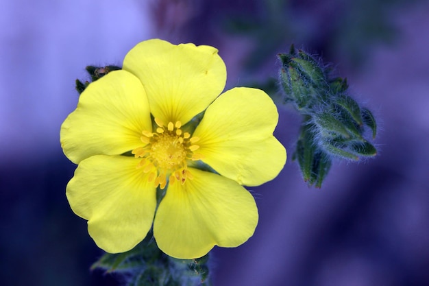 Flor amarela na bela natureza