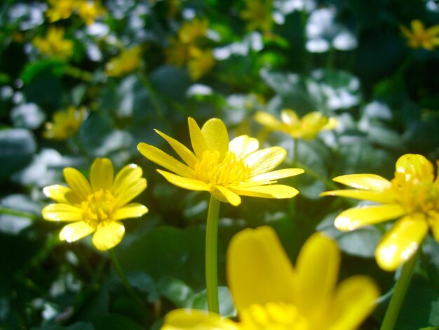 flor amarela na folhagem verde photo