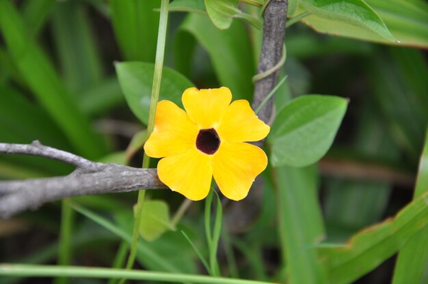 Flor amarela na natureza