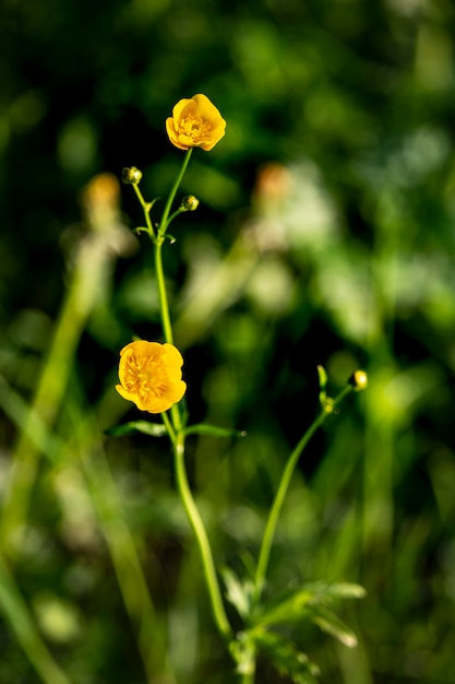 Flor amarela na paisagem Natural