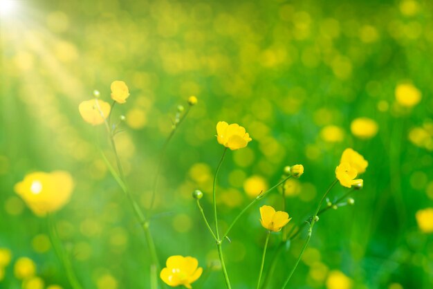 Flor amarela no campo verde