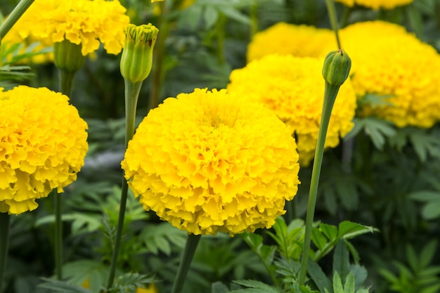 flor amarela no campo