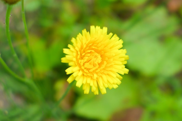 Flor amarela no fundo da natureza