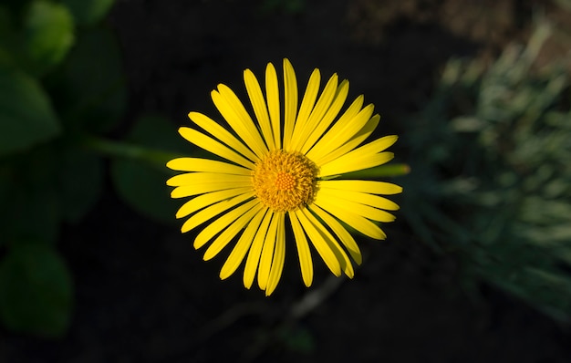 Flor amarela no fundo da terra