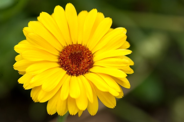 Foto flor amarela no jardim closeup