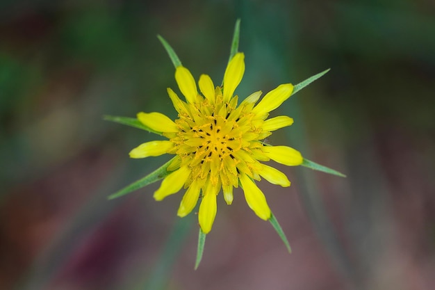 Flor amarela no jardim x9xA