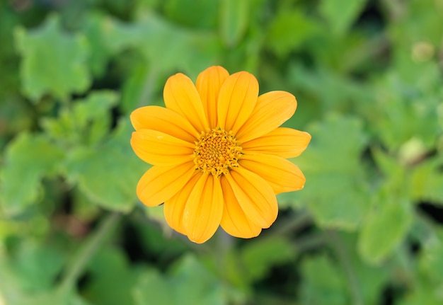flor amarela no jardim