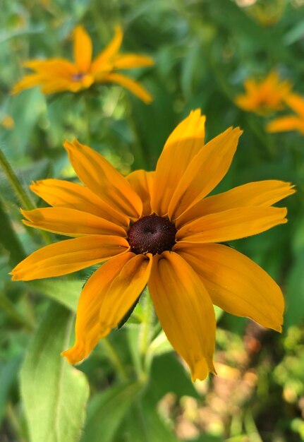 Foto flor amarela no jardim