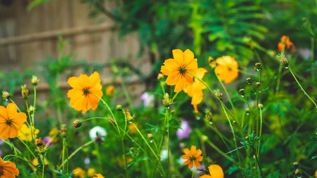 Flor amarela no jardim
