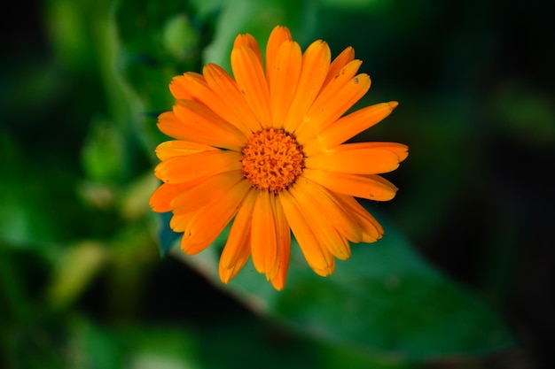 Flor amarela no parque