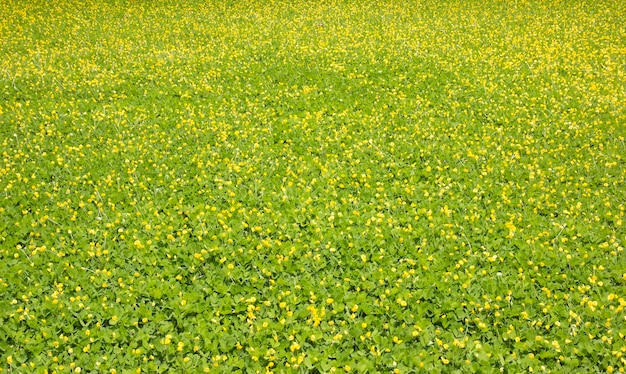 Flor amarela pinto planta de amendoim