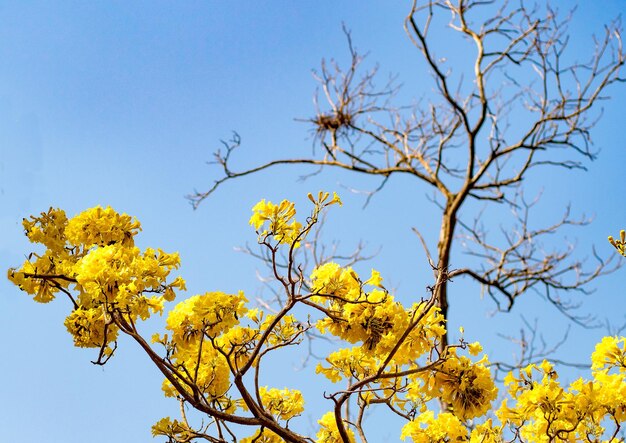 flor amarela primavera verão tempo contra um fundo de céu azul natureza bonita