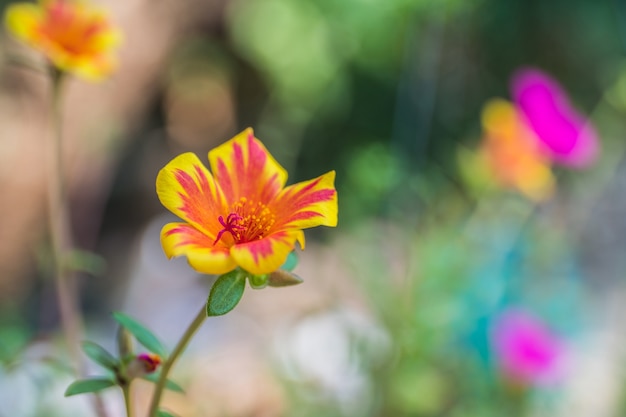 Flor amarela roxa de portulaca oleracea grandiflora no fundo borrado