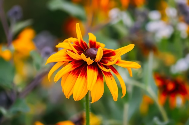 Flor amarela Rudbeckia fechar