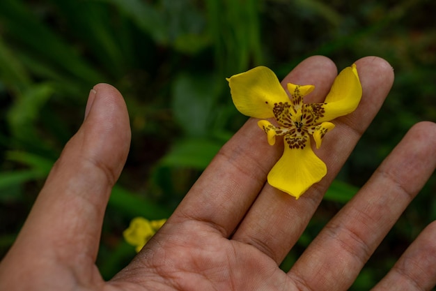 Flor amarela selvagem de Trimezia steyermarkii no jardim nacional