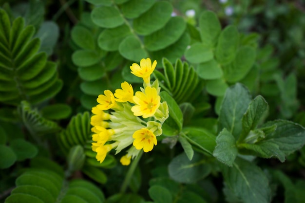 Flor amarela selvagem no fundo da grama