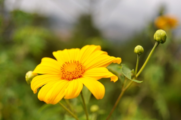 Flor amarela