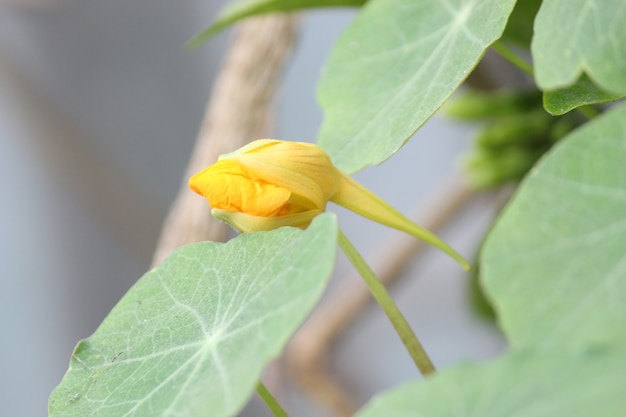 Flor amarela