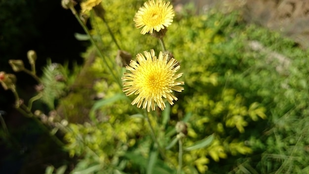 Flor amarela