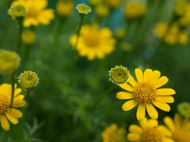 Flor amarela