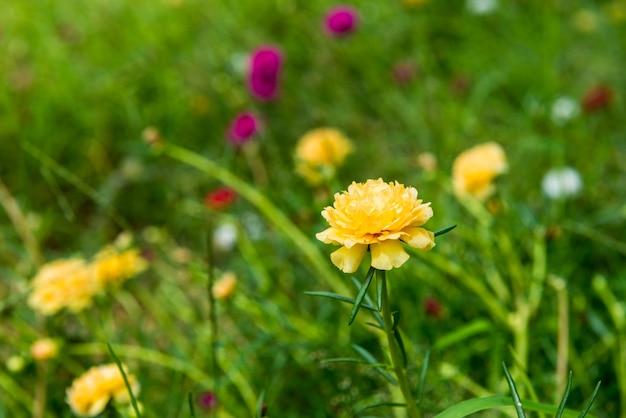 Flor amarela