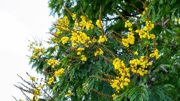 Flor amarela