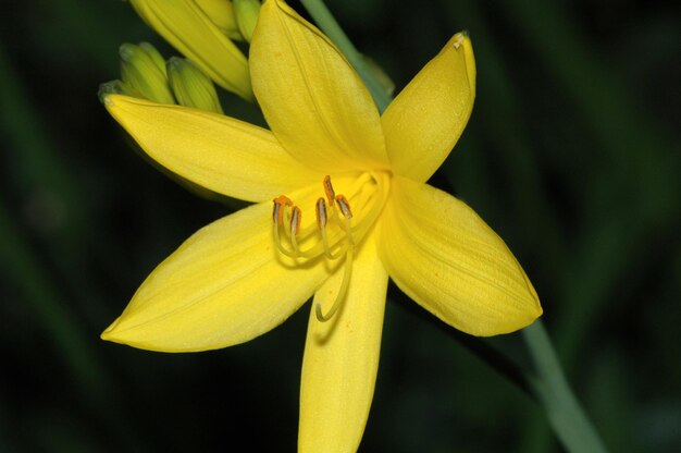 flor amarela