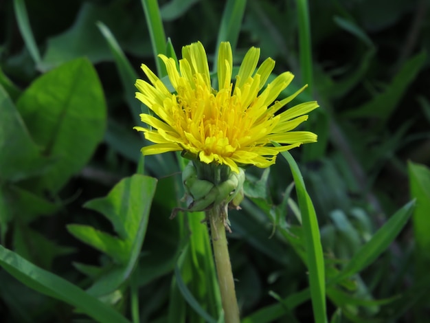 Flor amarela