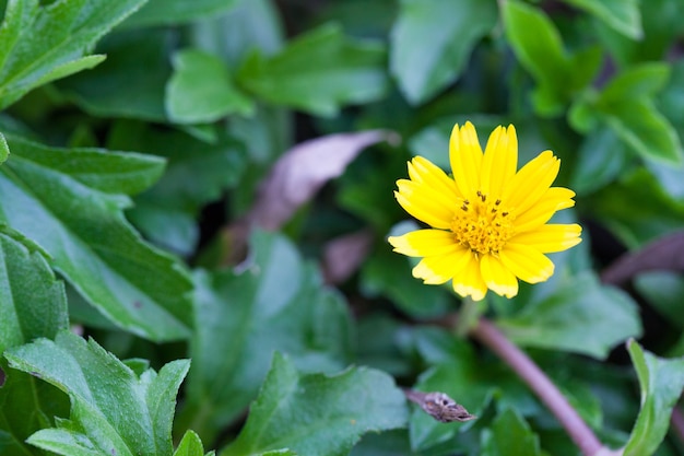 Flor amarela