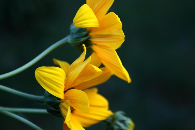 Flor amarela