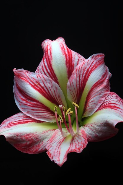 Flor de amarilis de rayas rosadas sobre fondo negro